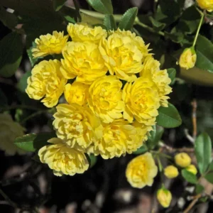 Lady Banks Rose Climbing Plant - 1ft Tall Yellow Rose in 6