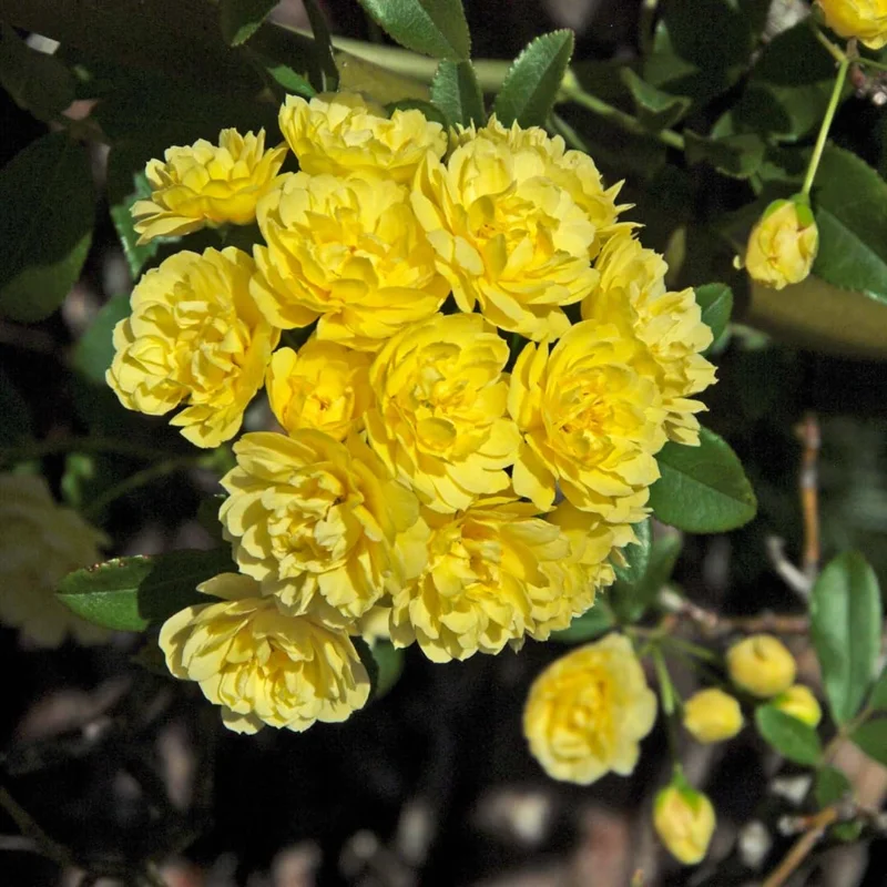 Lady Banks Rose Climbing Plant - 1ft Tall Yellow Rose in 6" Pot