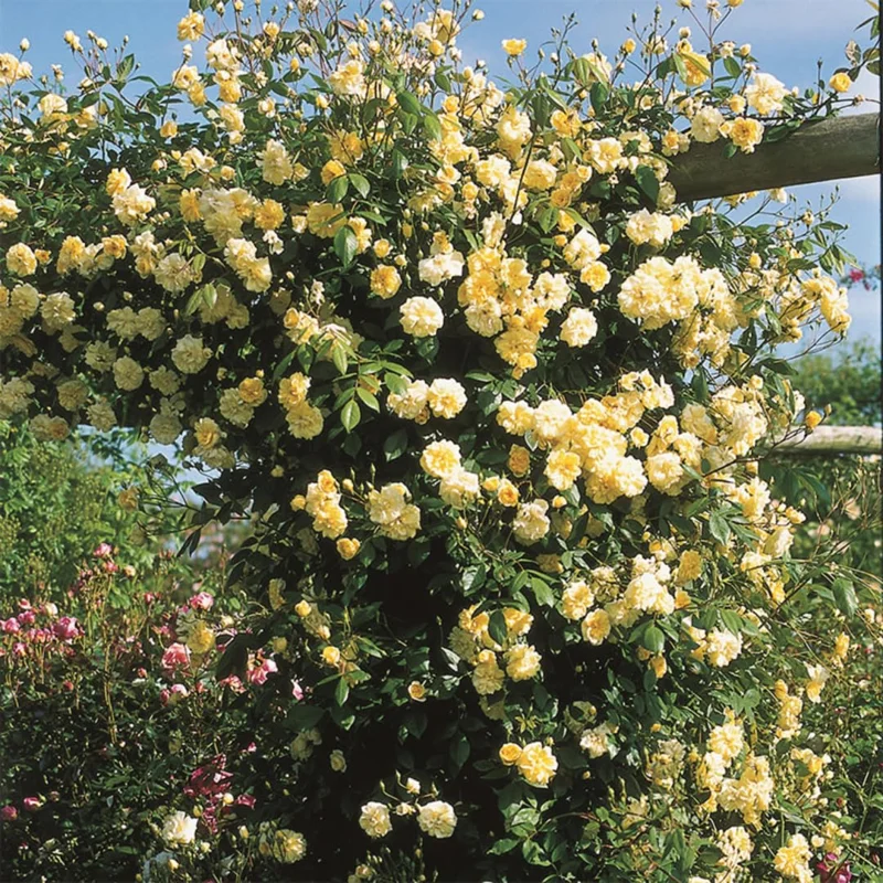 Lady Banks Rose Climbing Plant - 1ft Tall Yellow Rose in 6" Pot