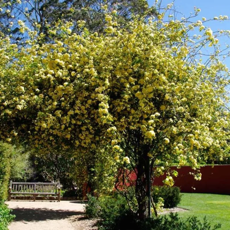 Lady Banks Rose Climbing Plant - 1ft Tall Yellow Rose in 6" Pot