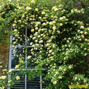 Lady Banks Rose Climbing Plant - 1ft Tall Yellow Rose in 6