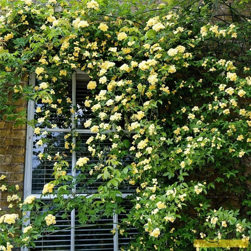Lady Banks Rose Climbing Plant - 1ft Tall Yellow Rose in 6" Pot