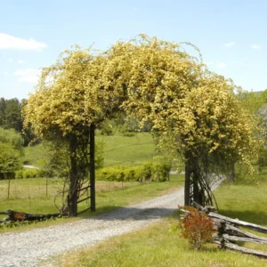 Lady Banks Rose Climbing Plant - 1ft Tall Yellow Rose in 6