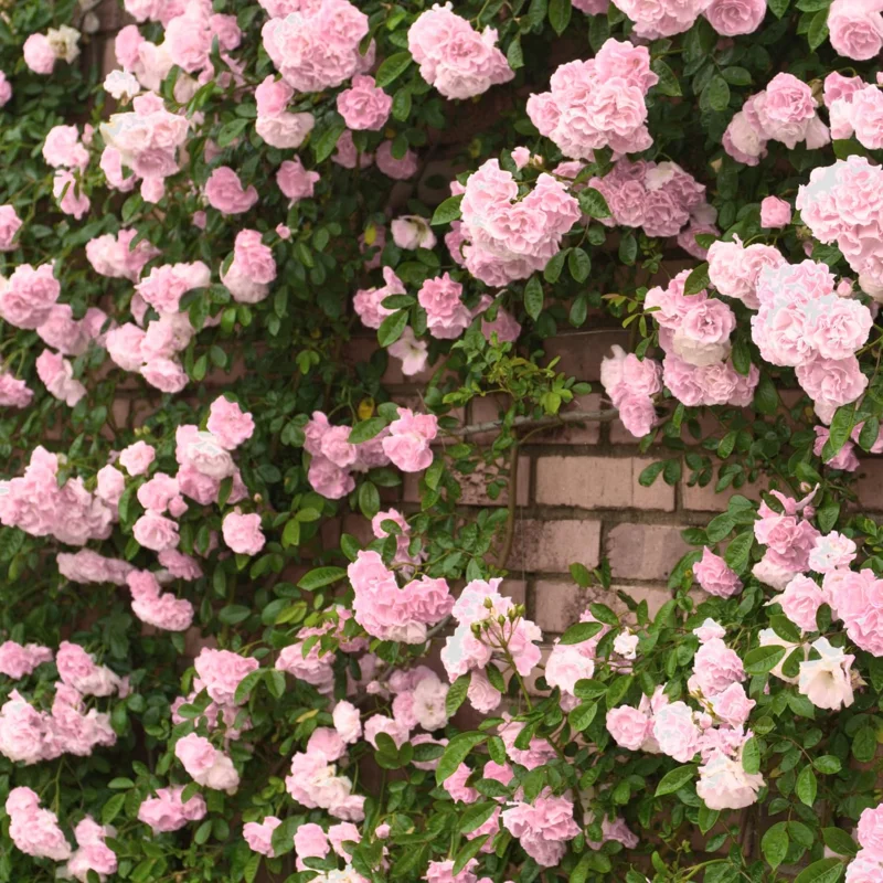 Pink New Dawn Climbing Rose Plant Live - Bare Root Starter Plant