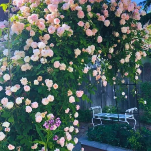 Pink New Dawn Climbing Rose Plant Live - Bare Root Starter Plant