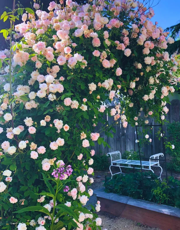 Pink New Dawn Climbing Rose Plant Live - Bare Root Starter Plant