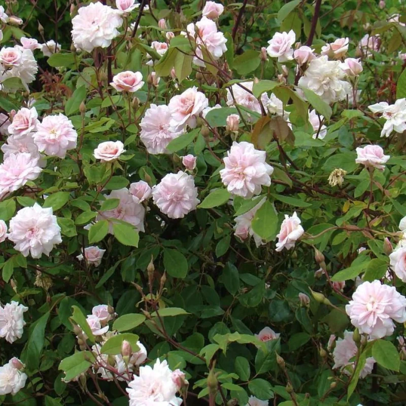 Pink New Dawn Climbing Rose Plant Live - Bare Root Starter Plant