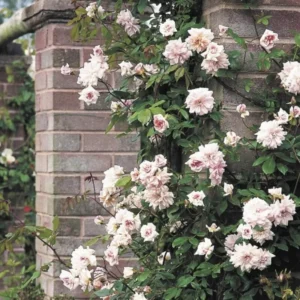 Pink New Dawn Climbing Rose Plant Live - Bare Root Starter Plant