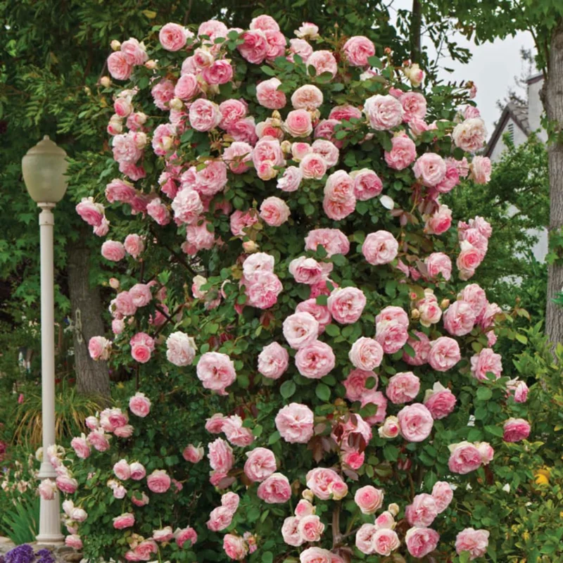 Pink New Dawn Climbing Rose Plant Live - Bare Root Starter Plant