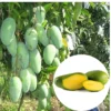 Sweet Mango Tree Live Plant Seedling - 8 Inch to 1 Feet Tall - Green Yellow