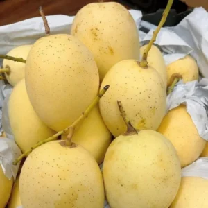 Sweet Mango Tree Live Plant Seedling - 8 Inch to 1 Feet Tall - Green Yellow