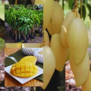 Sweet Mango Tree Live Plant Seedling - 8 Inch to 1 Feet Tall - Green Yellow