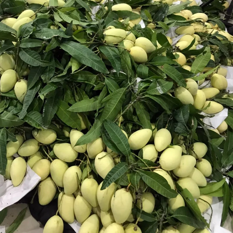 Sweet Mango Tree Live Plant Seedling - 8 Inch to 1 Feet Tall - Green Yellow