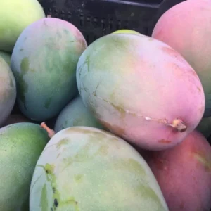 Tommy Atkins Mango Tree Potted - Live Sweet Mango Plant 8 inch to 1 ft