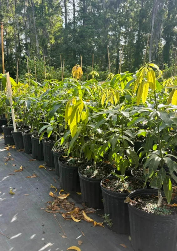 Tommy Atkins Mango Tree Potted - Live Sweet Mango Plant 8 inch to 1 ft