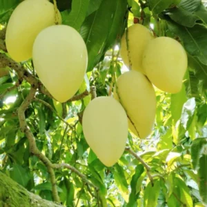 Tommy Atkins Mango Tree Potted - Live Sweet Mango Plant 8 inch to 1 ft