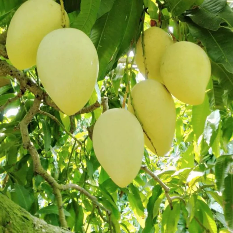 Tommy Atkins Mango Tree Potted - Live Sweet Mango Plant 8 inch to 1 ft