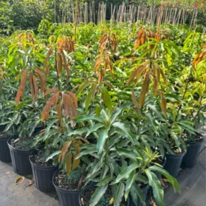 Tommy Atkins Mango Tree Potted - Live Sweet Mango Plant 8 inch to 1 ft