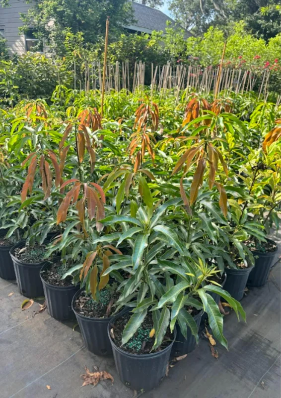Tommy Atkins Mango Tree Potted - Live Sweet Mango Plant 8 inch to 1 ft