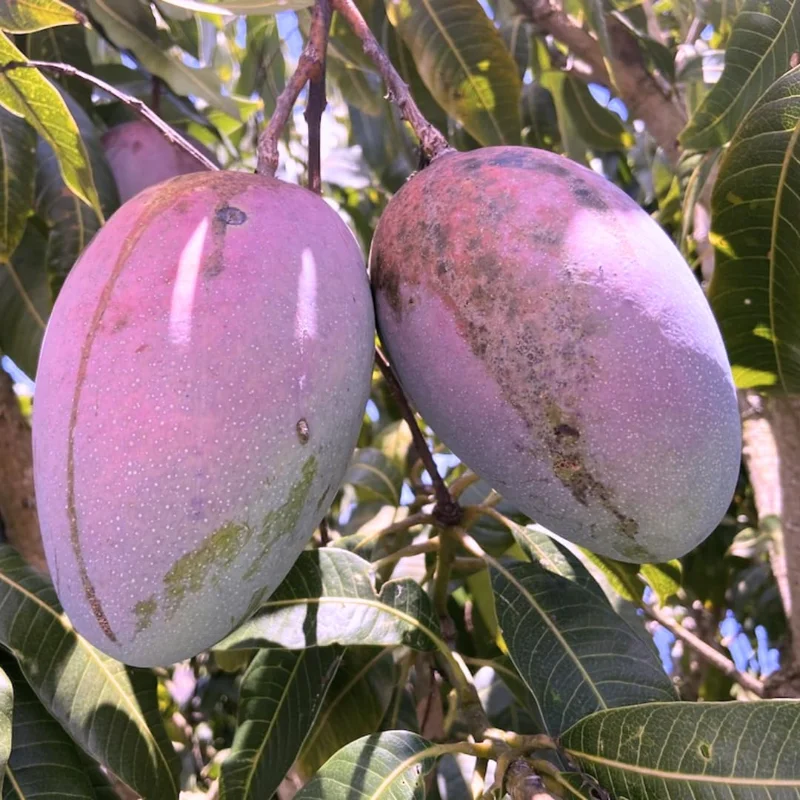 Tommy Atkins Mango Tree Potted - Live Sweet Mango Plant 8 inch to 1 ft