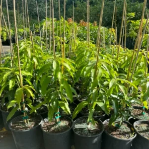 Tommy Atkins Mango Tree Potted - Live Sweet Mango Plant 8 inch to 1 ft