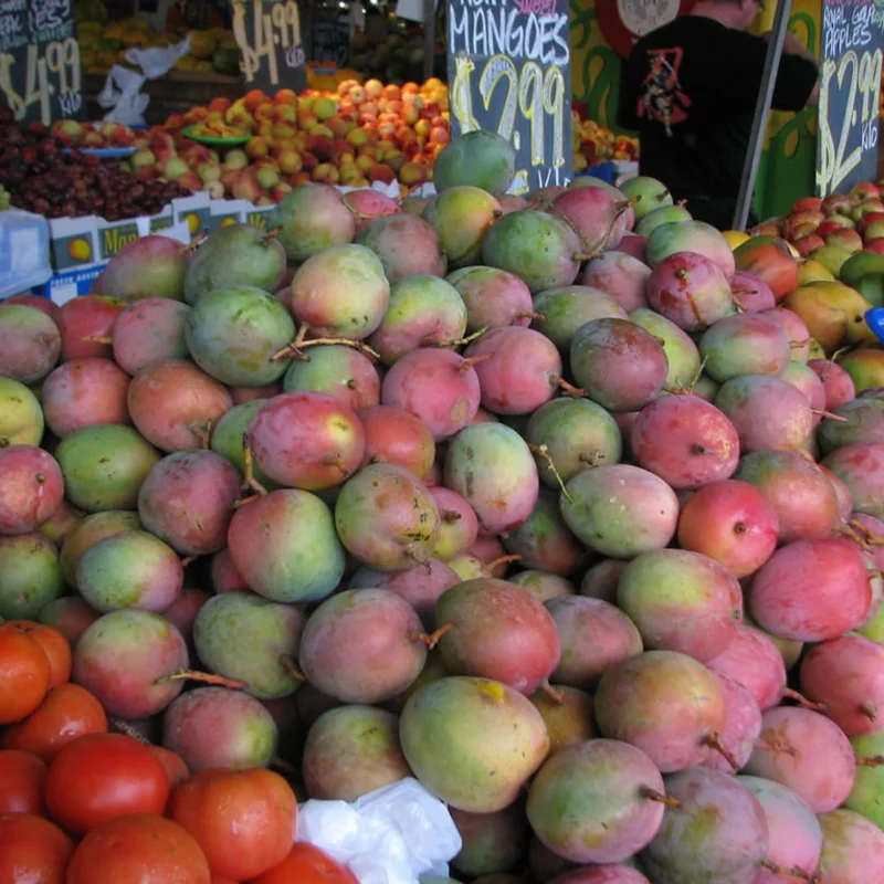 Kent Mango Tree Grafted Live Plant - 1 ft Tall Seedling in Pot
