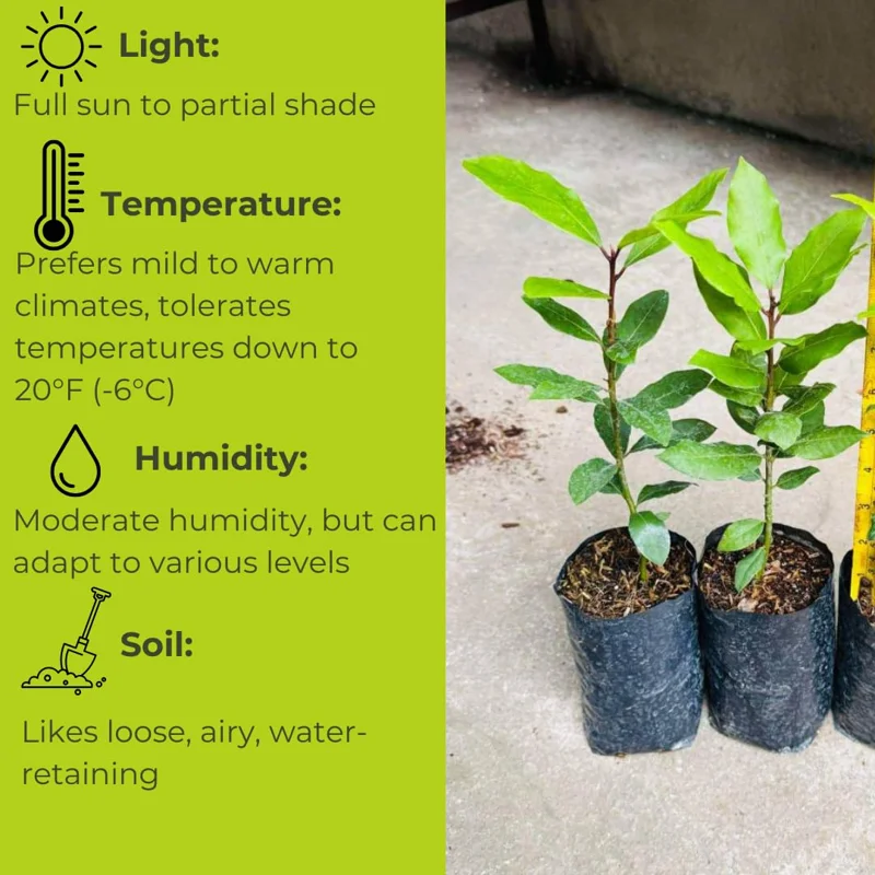Bay Leaf Plant Live Laurus Nobilis Tree 8-10 Inch Sweet Bay in Pot