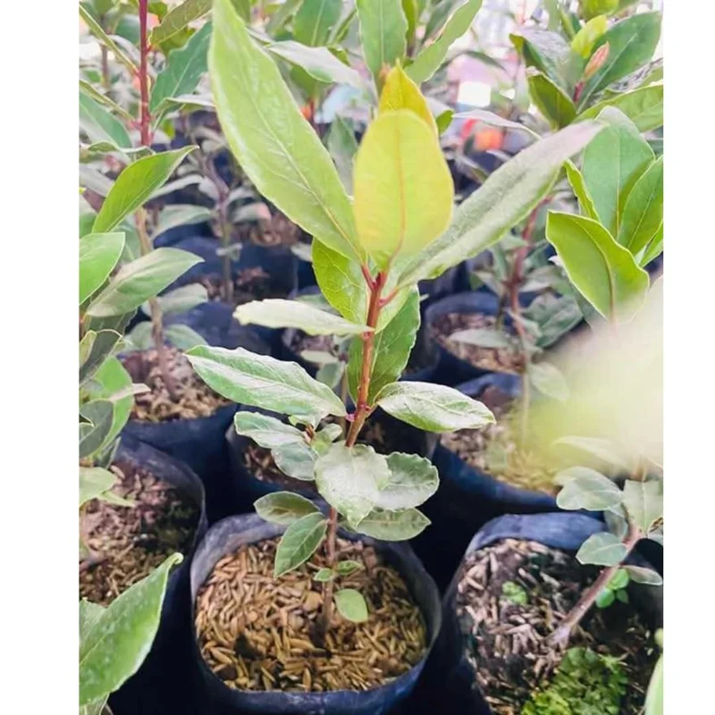 Bay Leaf Plant Live Laurus Nobilis Tree 8-10 Inch Sweet Bay in Pot