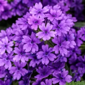 Purple Verbena Plants - 4 Perennial Shrubs - Garden Ready