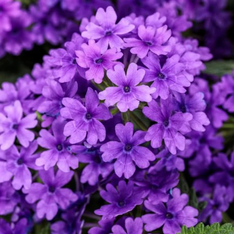 Purple Verbena Plants - 4 Perennial Shrubs - Garden Ready