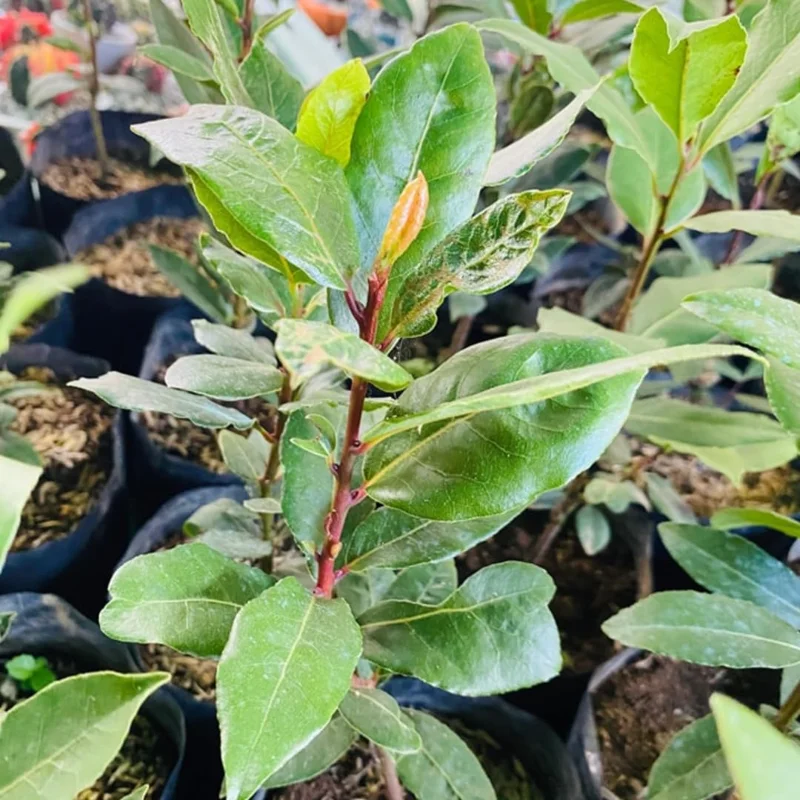 Bay Leaf Plant Live Laurus Nobilis Tree 8-10 Inch Sweet Bay in Pot