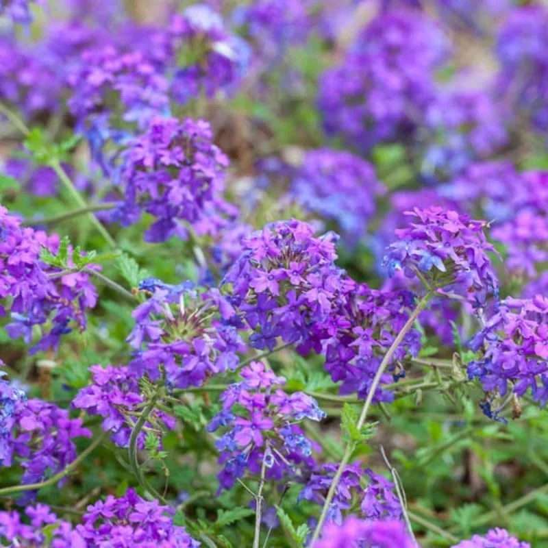 Purple Verbena Plants - 4 Perennial Shrubs - Garden Ready