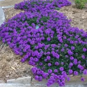 Perennial Purple Verbena Plants - 8 Well Rooted Verbena Bushes No Pot