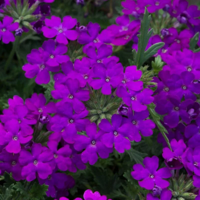 Perennial Purple Verbena Plants - 8 Well Rooted Verbena Bushes No Pot