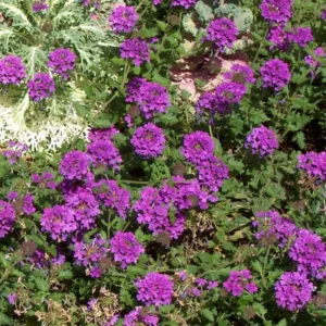 Perennial Purple Verbena Plants - 8 Well Rooted Verbena Bushes No Pot