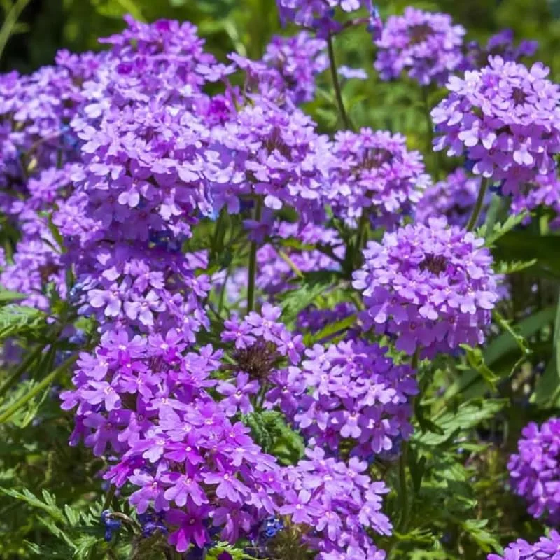 Perennial Purple Verbena Plants - 8 Well Rooted Verbena Bushes No Pot