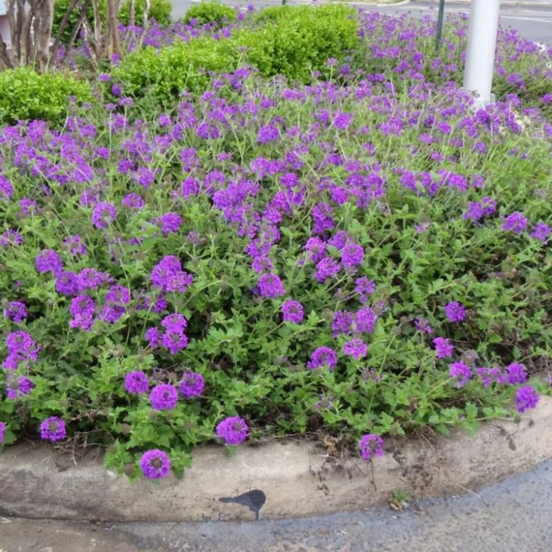 Perennial Purple Verbena Plants - 8 Well Rooted Verbena Bushes No Pot