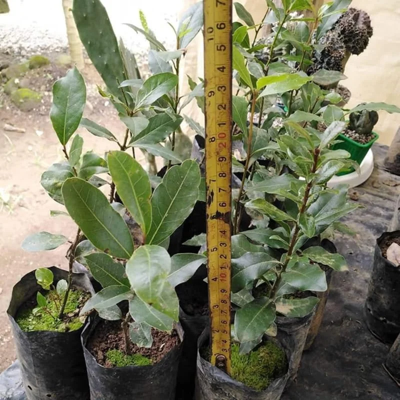 Bay Leaf Plant Live Laurus Nobilis Tree 8-10 Inch Sweet Bay in Pot