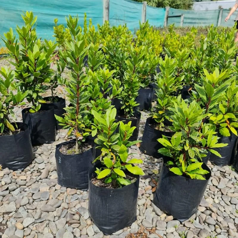 Bay Leaf Plant Live Laurus Nobilis Tree 8-10 Inch Sweet Bay in Pot