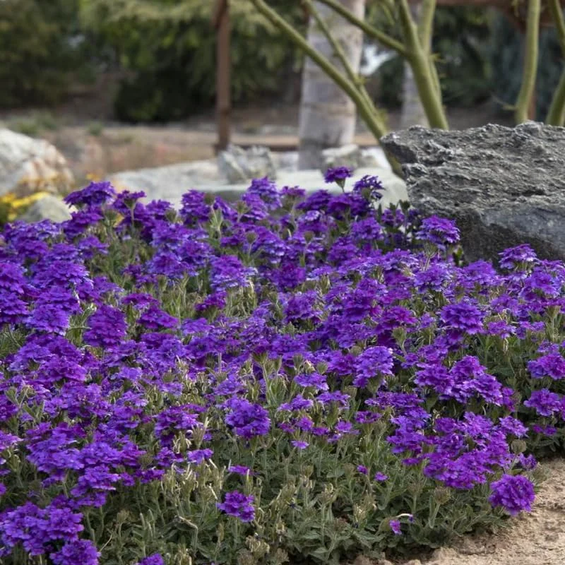 Perennial Purple Verbena Plants - 8 Well Rooted Verbena Bushes No Pot