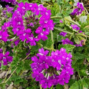 Purple Verbena Plants - 4 Perennial Shrubs - Garden Ready