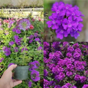 Perennial Purple Verbena Plants - 8 Well Rooted Verbena Bushes No Pot