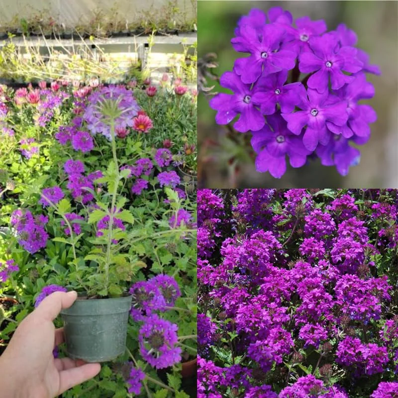 Perennial Purple Verbena Plants - 8 Well Rooted Verbena Bushes No Pot