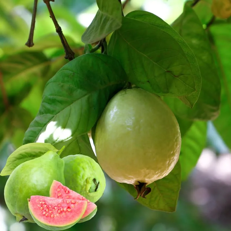Pink Guava Tree Plant Live - Seedling Fruit Tree 4-9 Inch