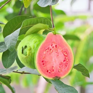 Pink Guava Tree Plant Live - Seedling Fruit Tree 4-9 Inch