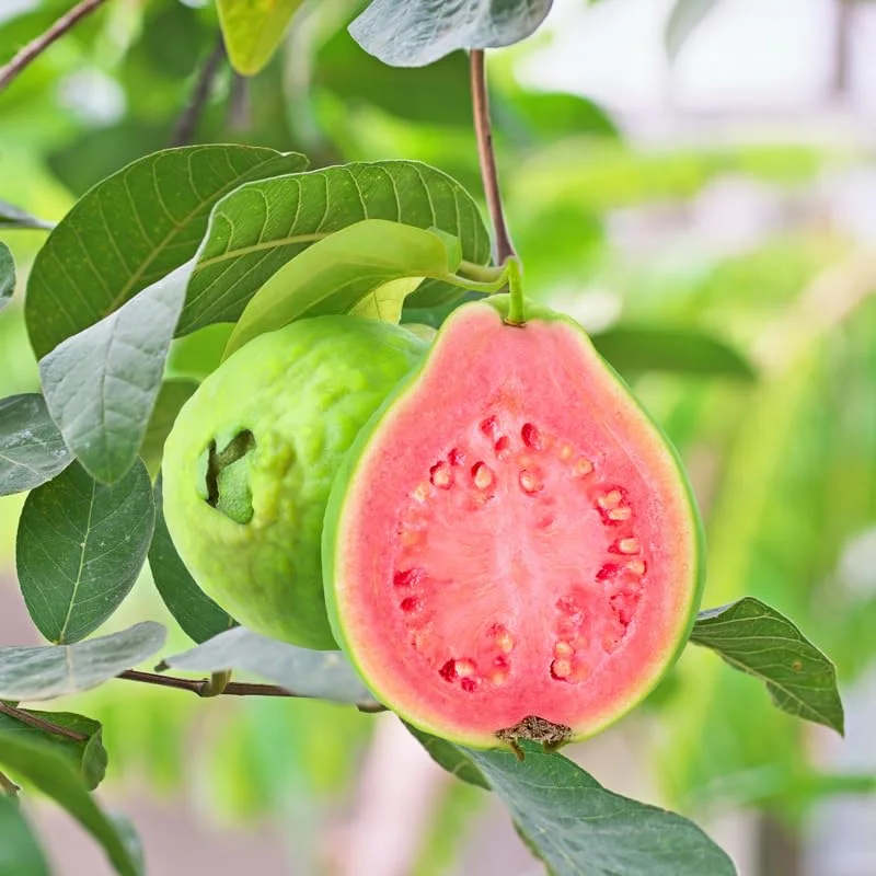 Pink Guava Tree Plant Live - Seedling Fruit Tree 4-9 Inch