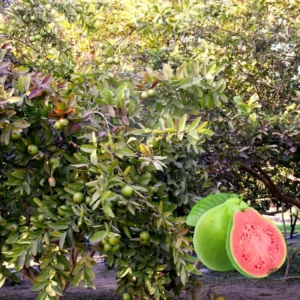 Pink Guava Tree Plant Live - Seedling Fruit Tree 4-9 Inch