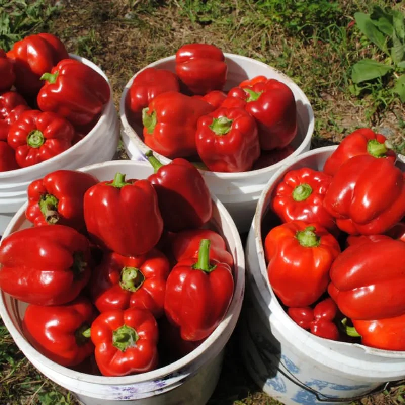 Red Bell Pepper Plants Live - Set of 3 Seedlings - 5-10 Inches Tall - Garden Vegetable