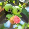 Pink Guava Tree Set - Live Seedlings 4-9 Inches - Sweet Pink Guava Plants