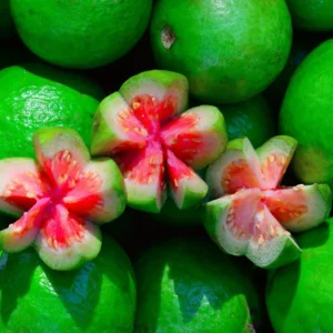 Pink Guava Tree Set - Live Seedlings 4-9 Inches - Sweet Pink Guava Plants